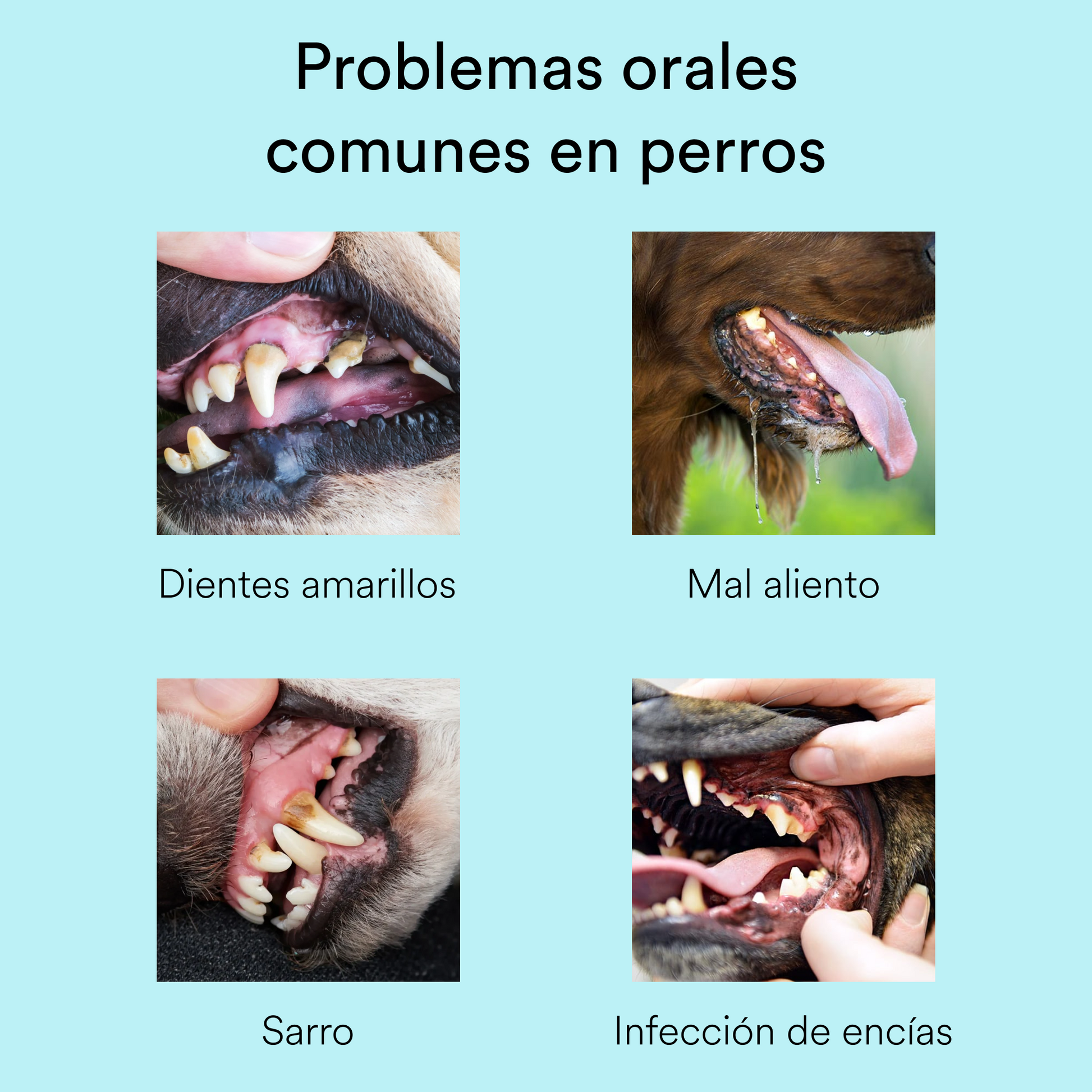 dientes perros dentaldog